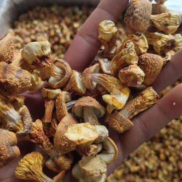 姬松茸2019年新货姬松茸量大从优