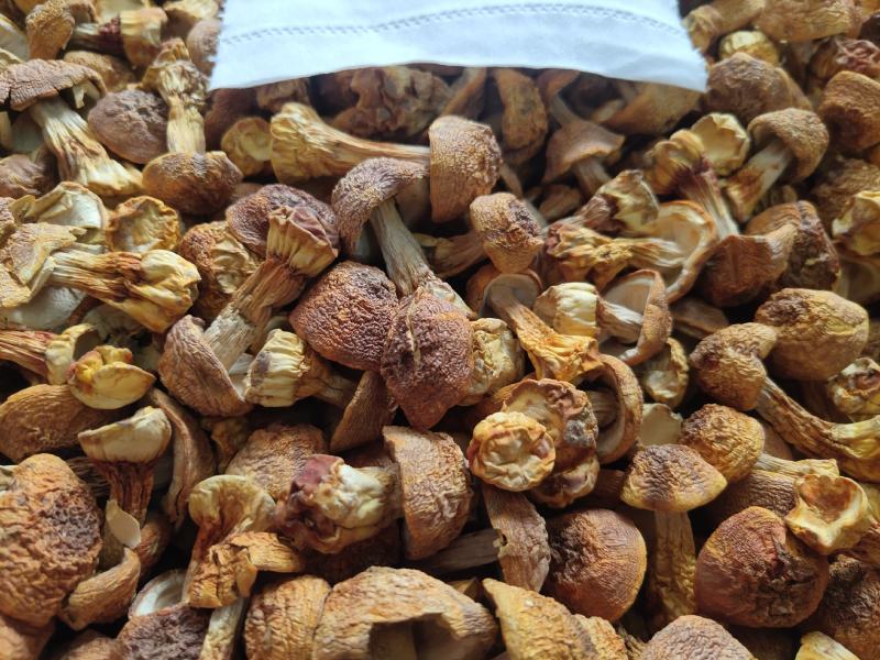 姬松茸2019年新货姬松茸量大从优