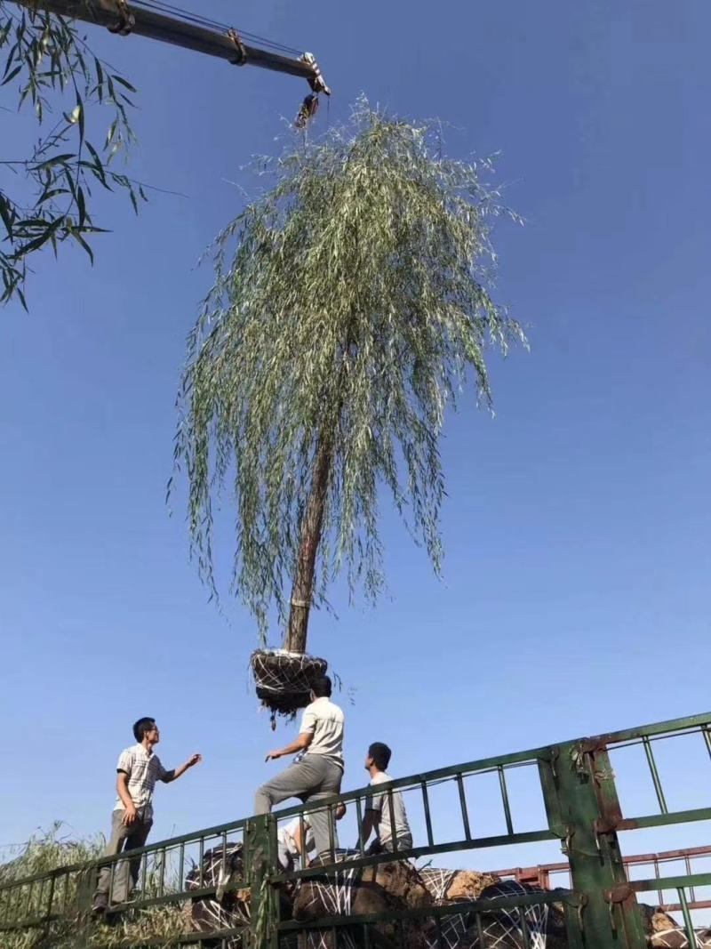 山东嫁接垂柳，200亩苗圃直接供货。当天挖树，当天装车