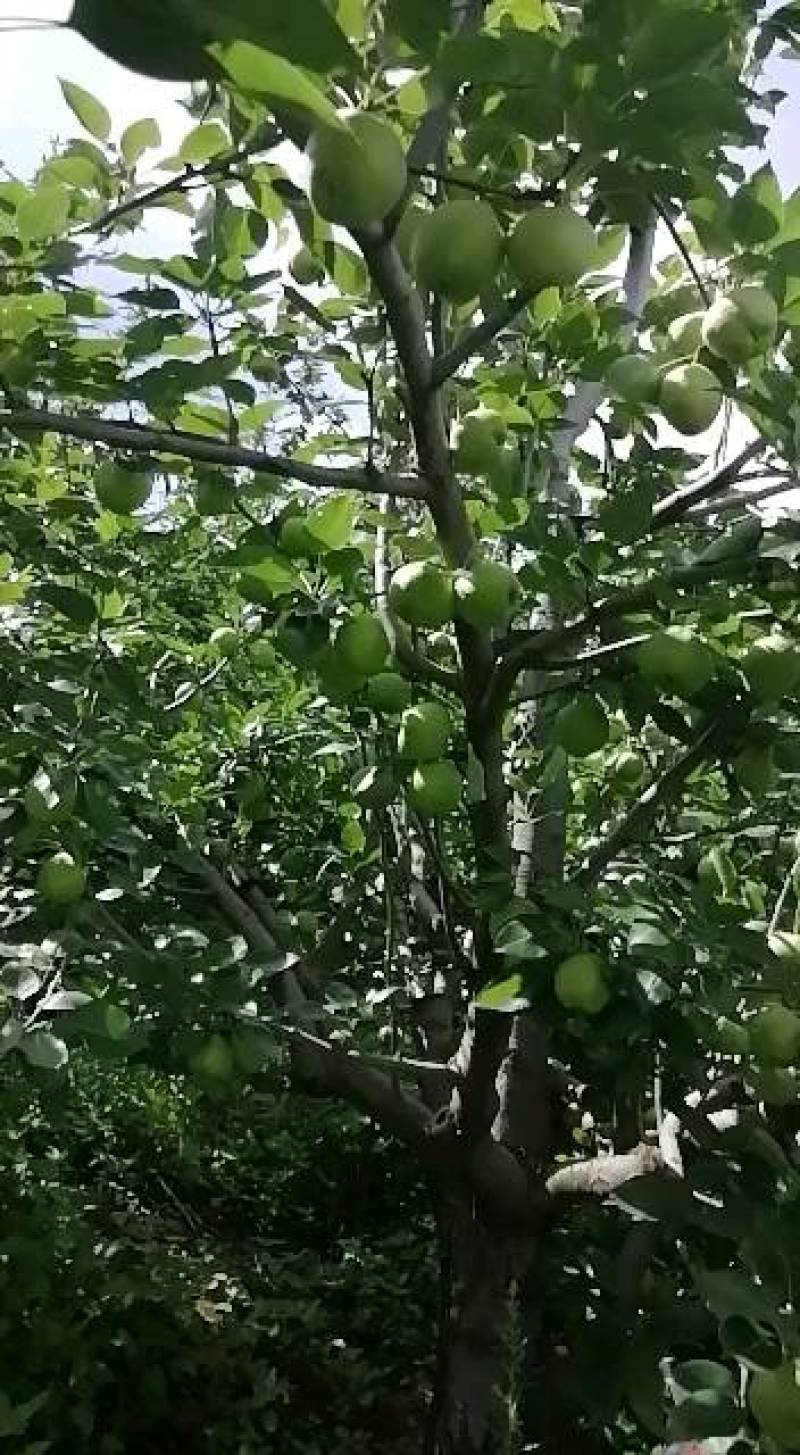 盐源早酥梨