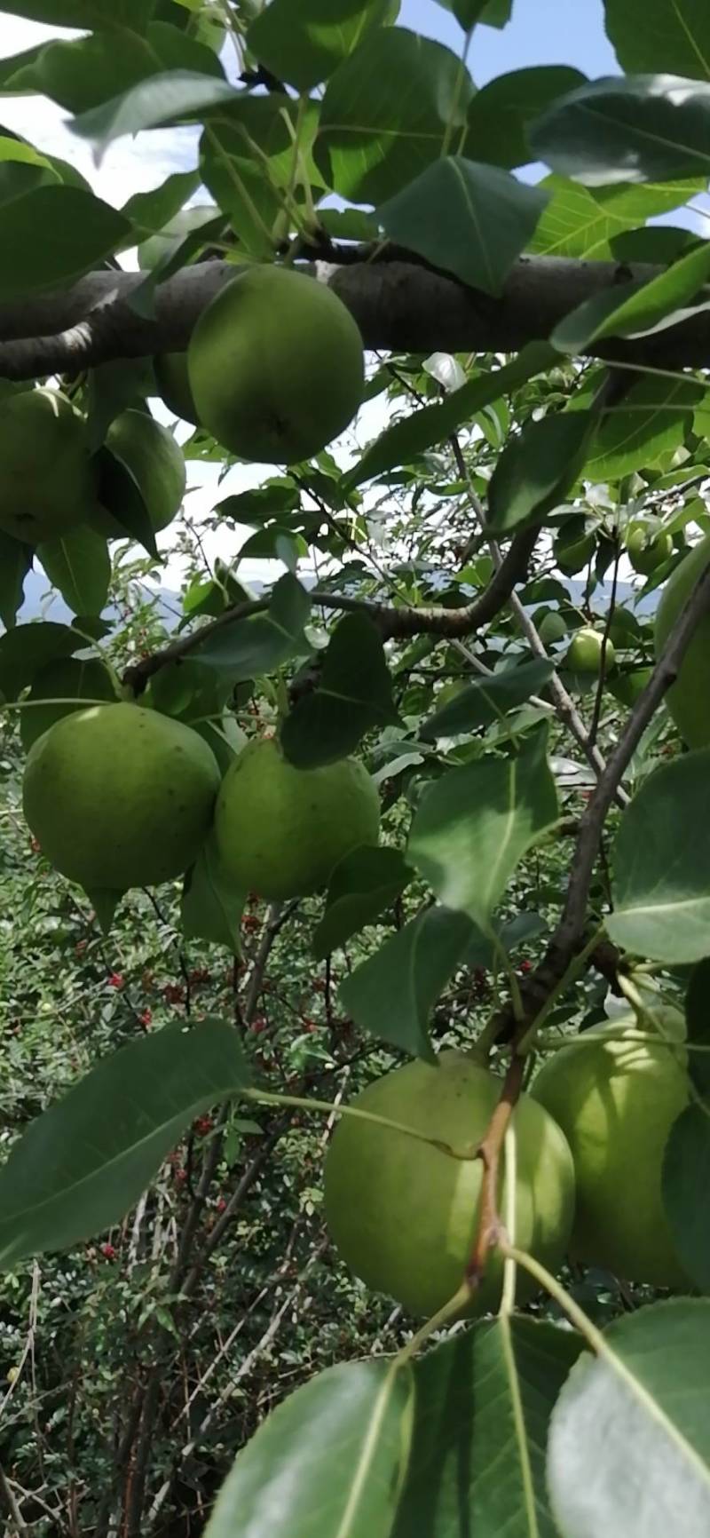 盐源早酥梨