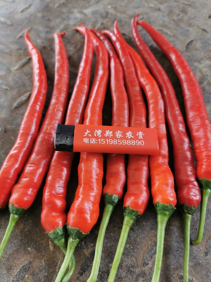 二㓝条，小米辣，鲜货，产地直销，