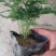 文竹,观叶植物优质双色盆文竹,常年供应质优价廉