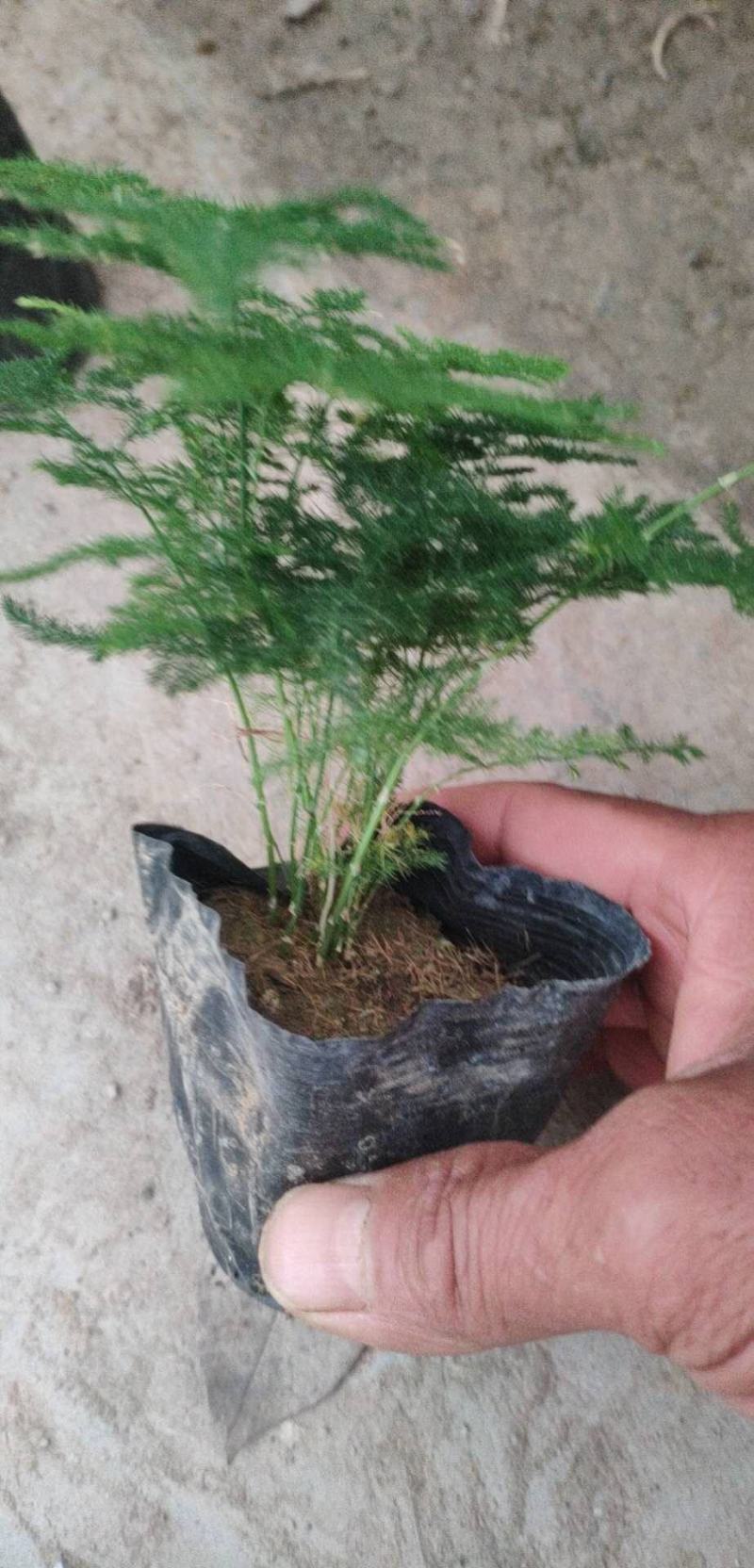 文竹，观叶植物优质双色盆文竹，常年供应质优价廉