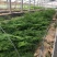 文竹,观叶植物优质双色盆文竹,常年供应质优价廉