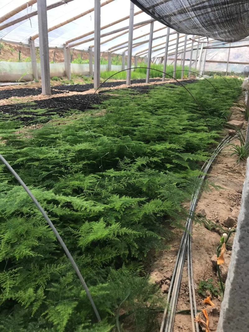 文竹，观叶植物优质双色盆文竹，常年供应质优价廉
