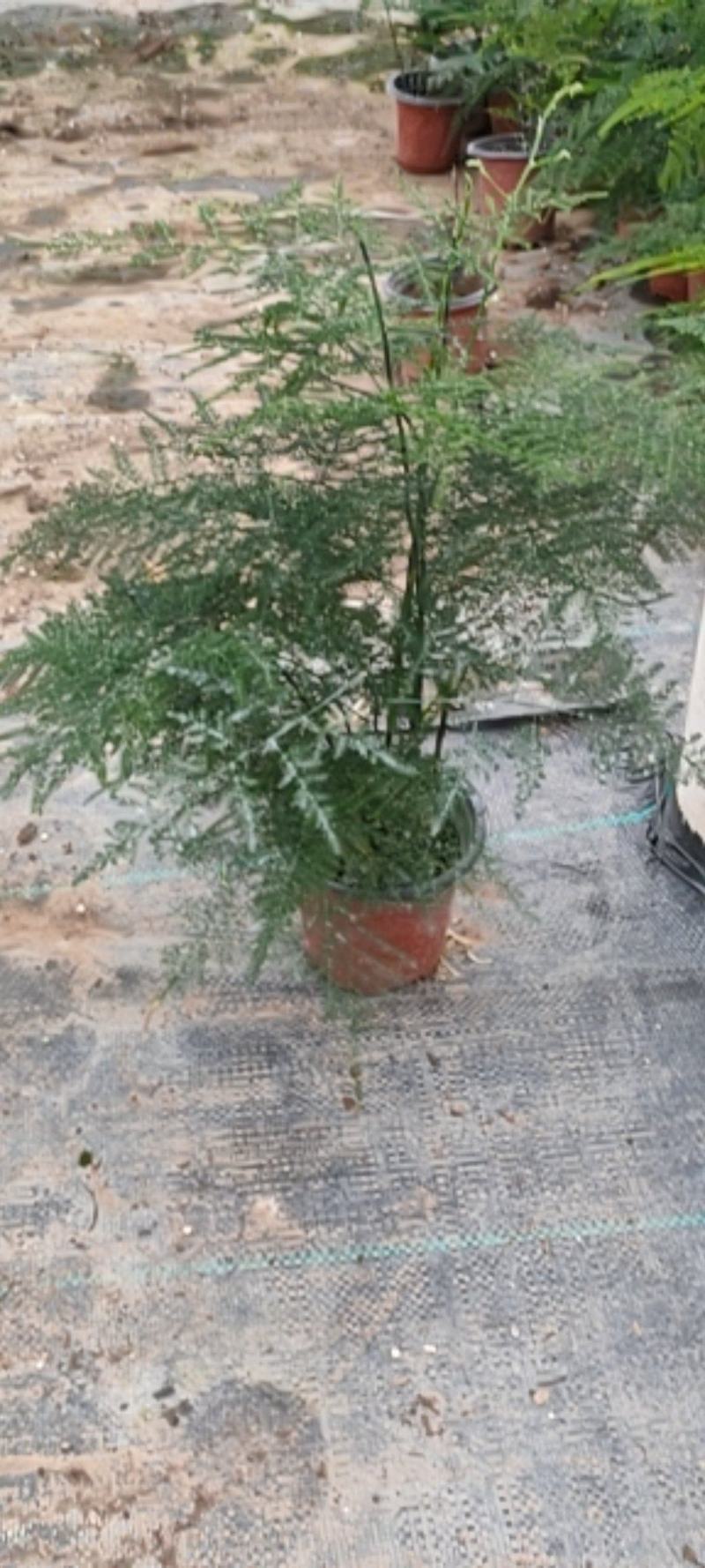 文竹，观叶植物优质双色盆文竹，常年供应质优价廉