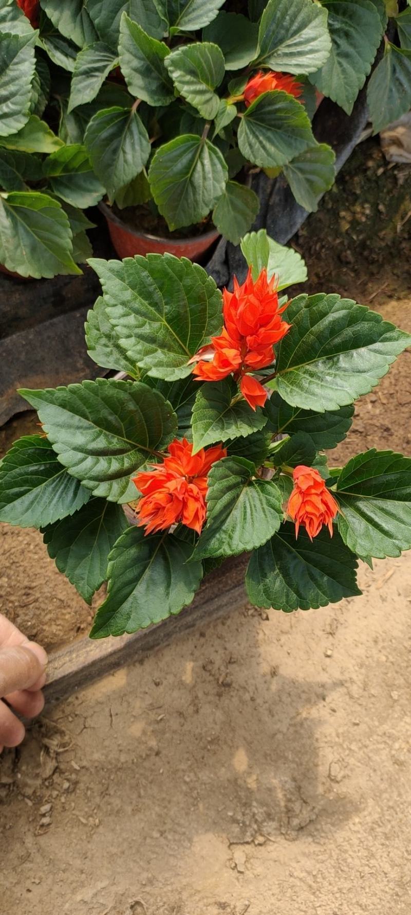 优质一串红，爆仗花绿叶红花，基地直供量大价优