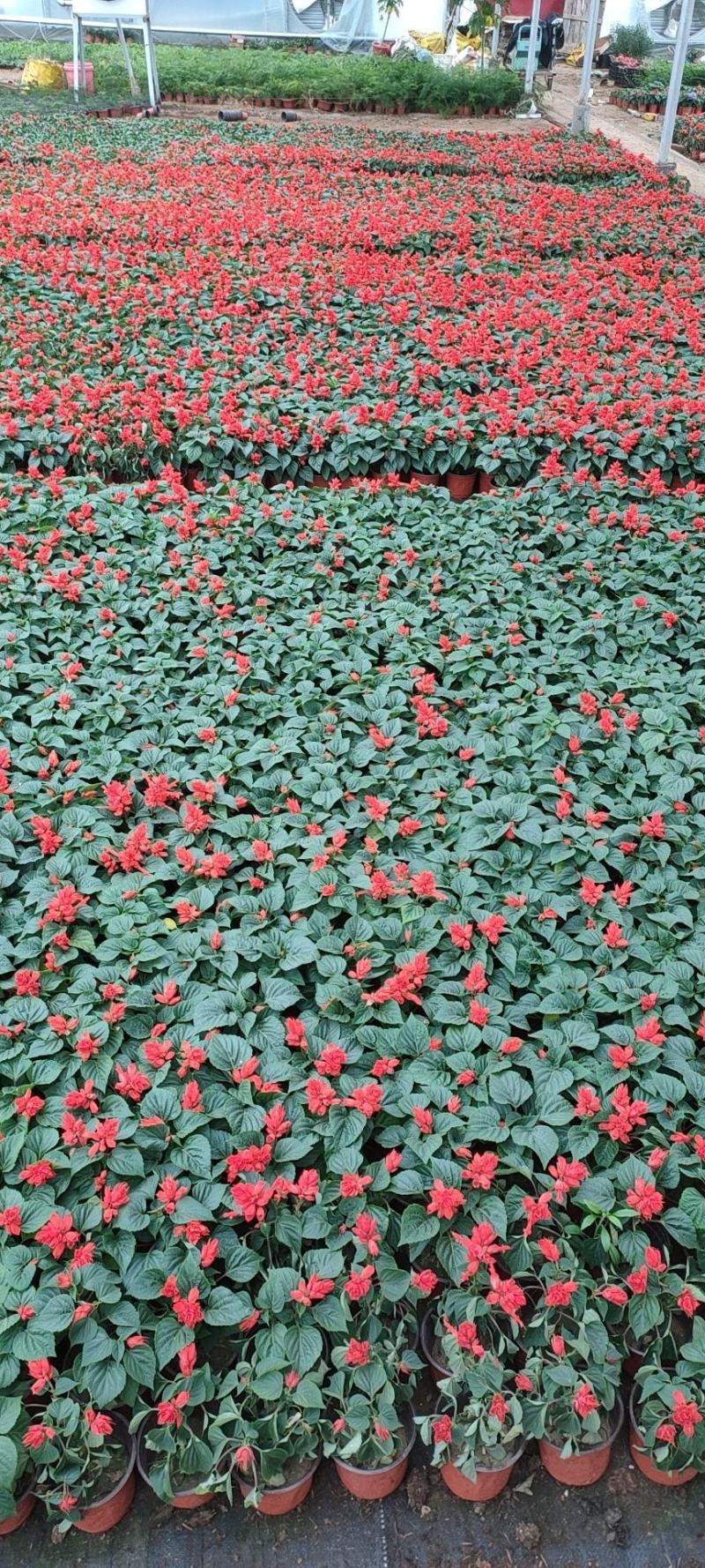 优质一串红，爆仗花绿叶红花，基地直供量大价优