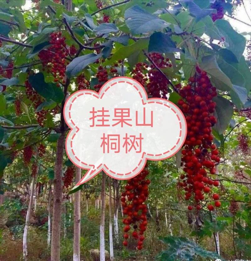 🌲山桐树，树上油库，产量大，价值高，欢迎考察选购