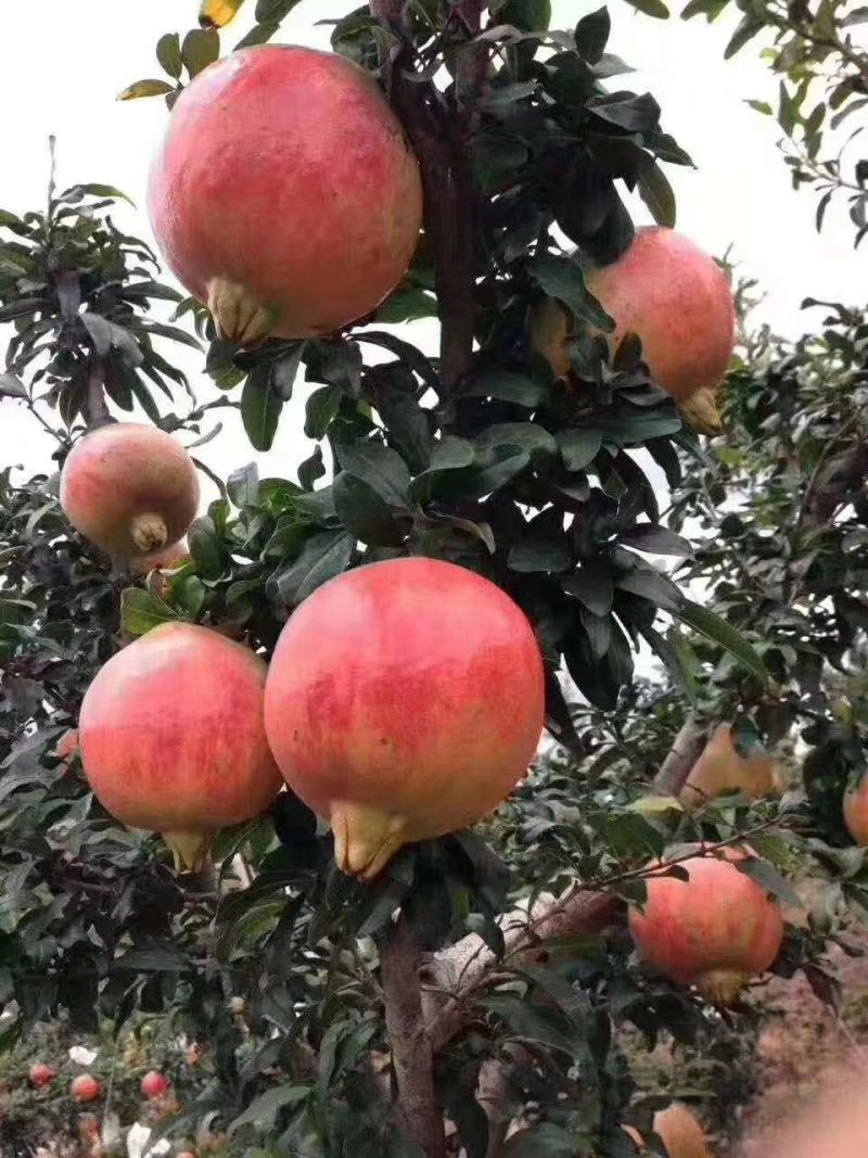 大凉山突尼斯软籽石榴，原产地发货，一手货源，