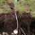 海拔3600米高山半野生种植贝母