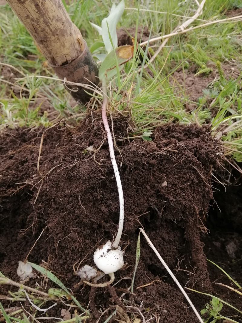 海拔3600米高山半野生种植贝母