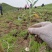 海拔3600米高山半野生种植贝母