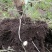海拔3600米高山半野生种植贝母