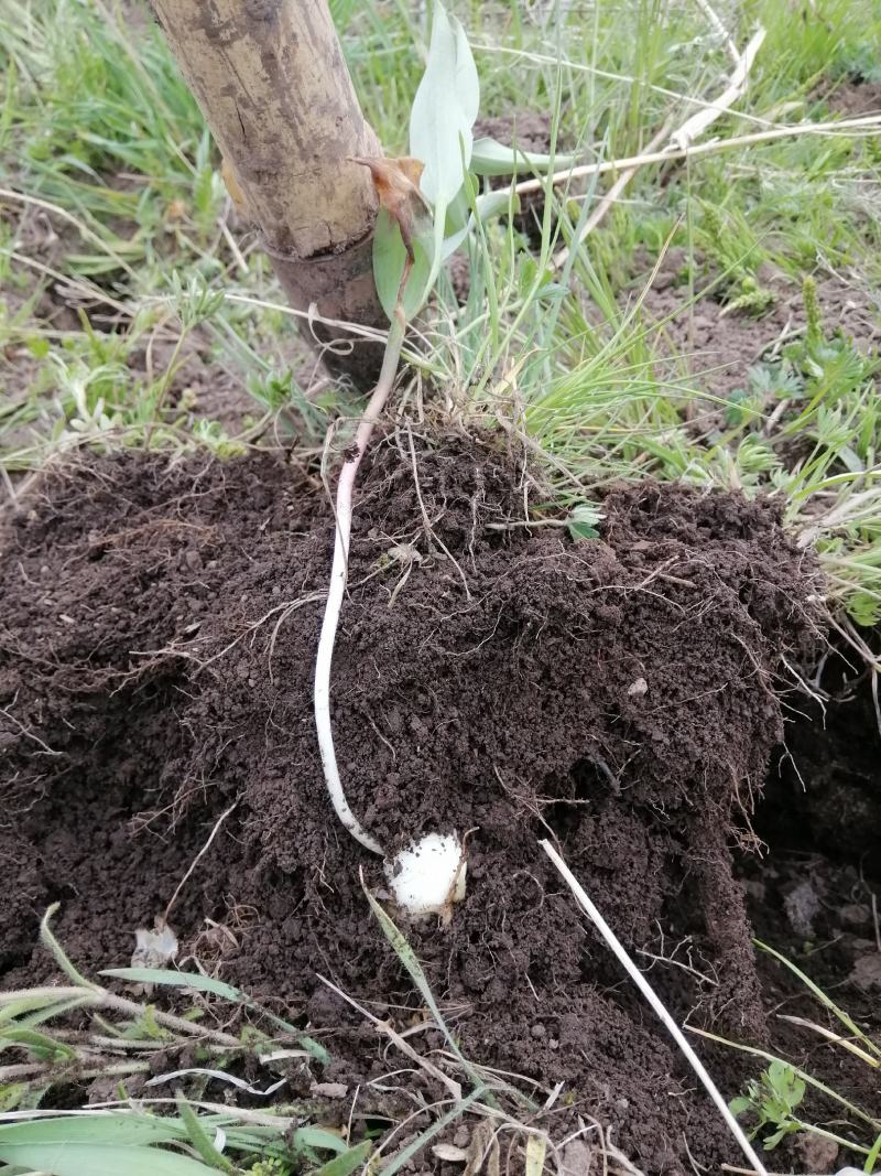 海拔3600米高山半野生种植贝母