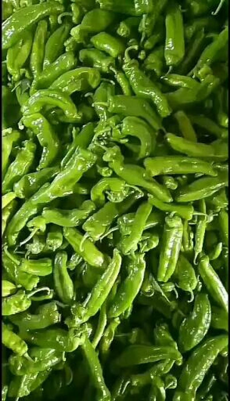 大棚301大椒，即将上市！产地直发！专业团队