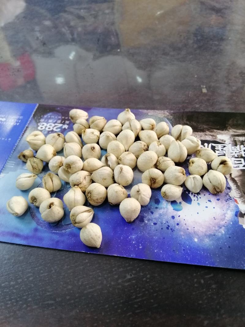 野生川贝少量有货（精品）