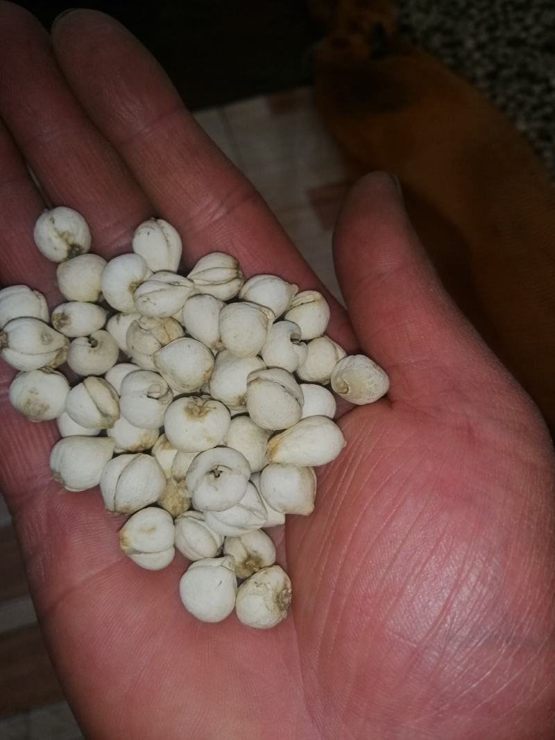 野生川贝少量有货（精品）