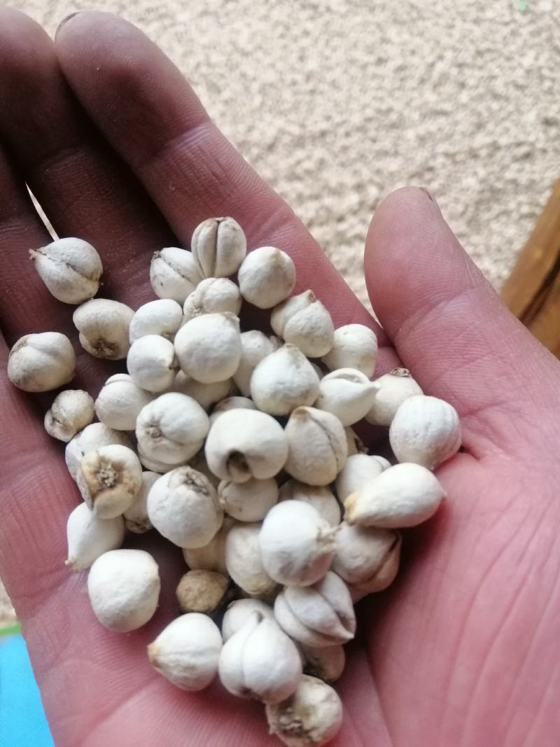 野生川贝少量有货（精品）