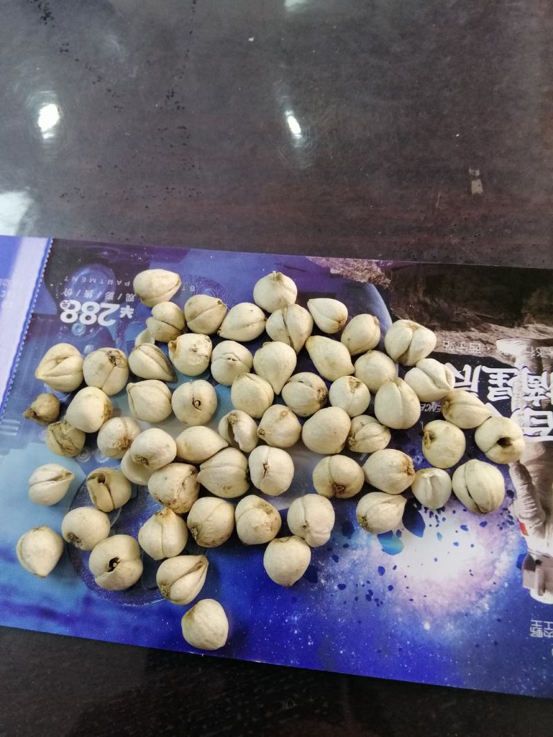 野生川贝少量有货（精品）