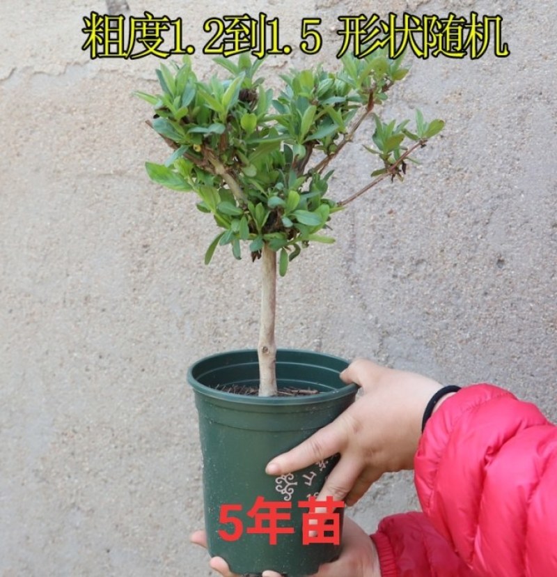 金银花树苗盆栽四季可食用药用爬藤植物室内庭院老桩绿植花卉