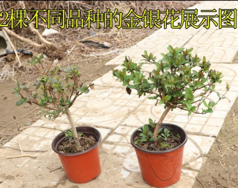 金银花树苗盆栽四季可食用药用爬藤植物室内庭院老桩绿植花卉