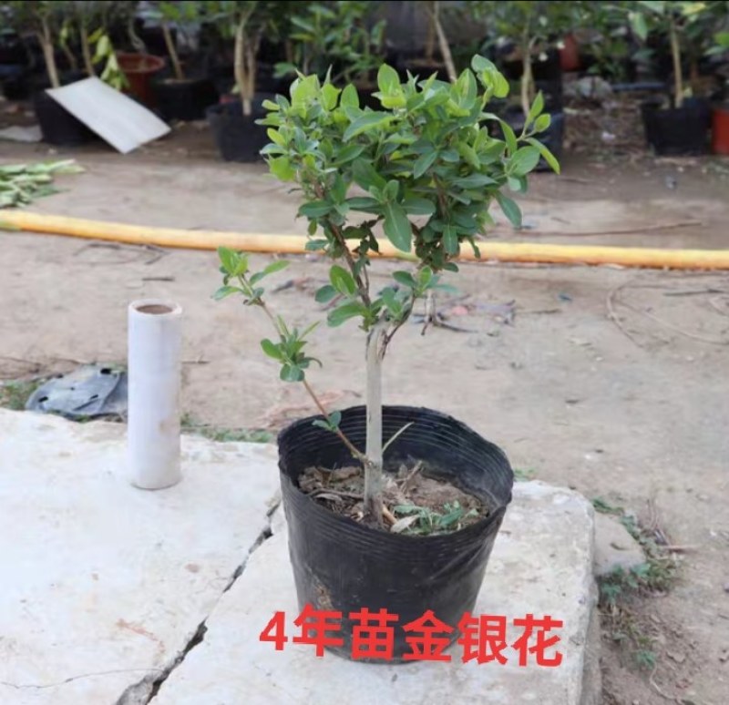 金银花树苗盆栽四季可食用药用爬藤植物室内庭院老桩绿植花卉