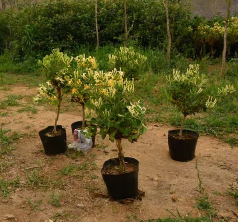 金银花树苗盆栽四季可食用药用爬藤植物室内庭院老桩绿植花卉