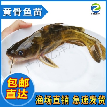 杂交黄骨鱼苗黄颡鱼苗黄辣丁提供技术包邮全国发货