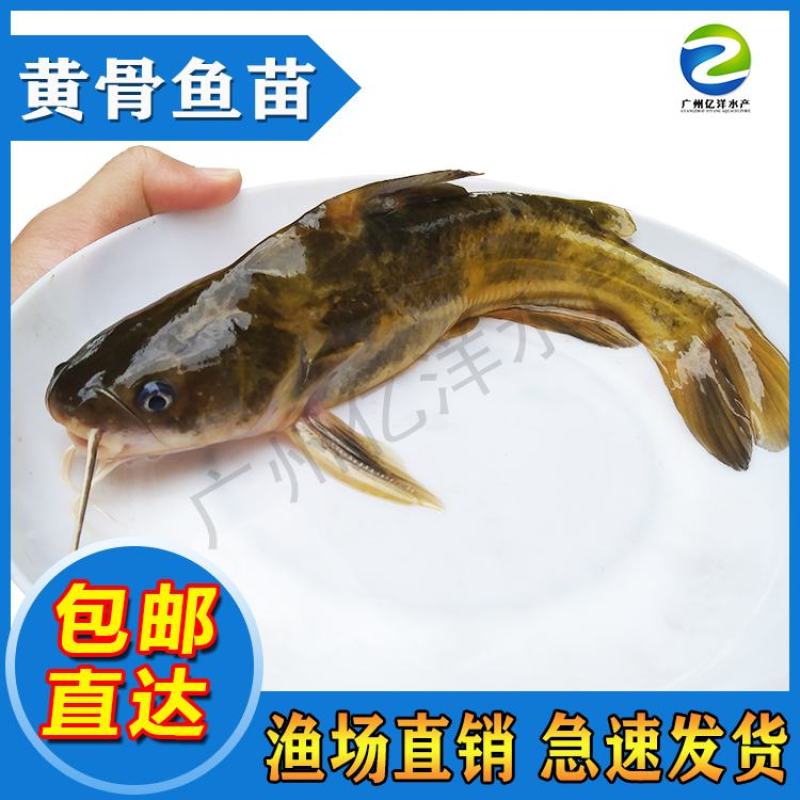 杂交黄骨鱼苗黄颡鱼苗黄辣丁提供技术包邮全国发货