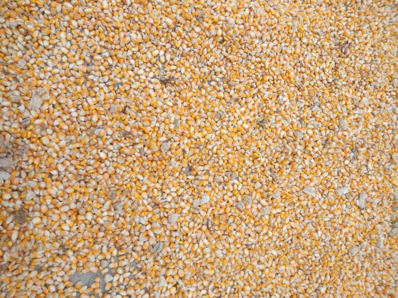 陕西玉米干玉米粒大颗粒自然干国家二等粮饲料加工