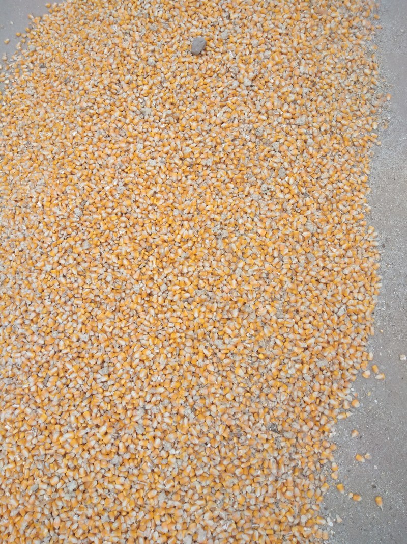 陕西玉米干玉米粒大颗粒自然干国家二等粮饲料加工