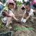 山东红薯澄迈桥头富硒地瓜有机板栗薯新鲜红薯烤番薯山芋5斤