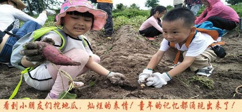 山东红薯澄迈桥头富硒地瓜有机板栗薯新鲜红薯烤番薯山芋5斤