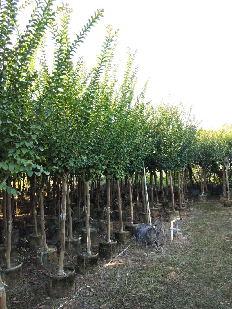 紫薇容器苗米径量5～8公分，苗基地大量多种规格低价出售