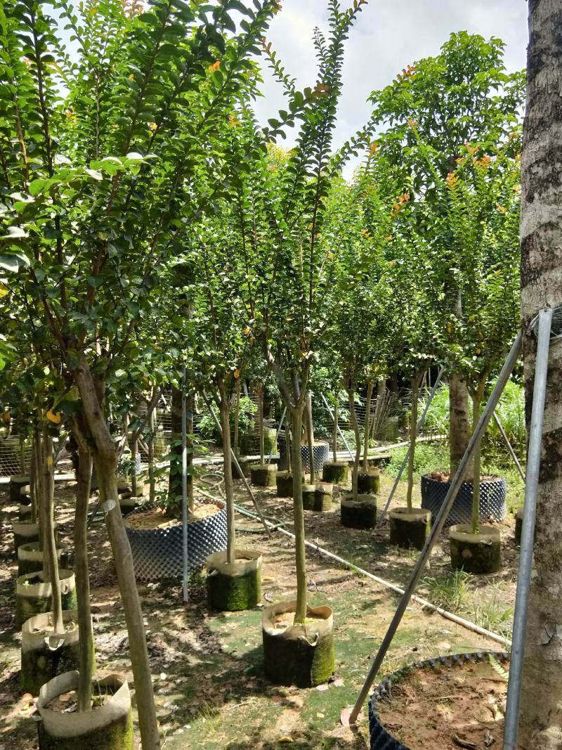 紫薇容器苗米径量5～8公分，苗基地大量多种规格低价出售