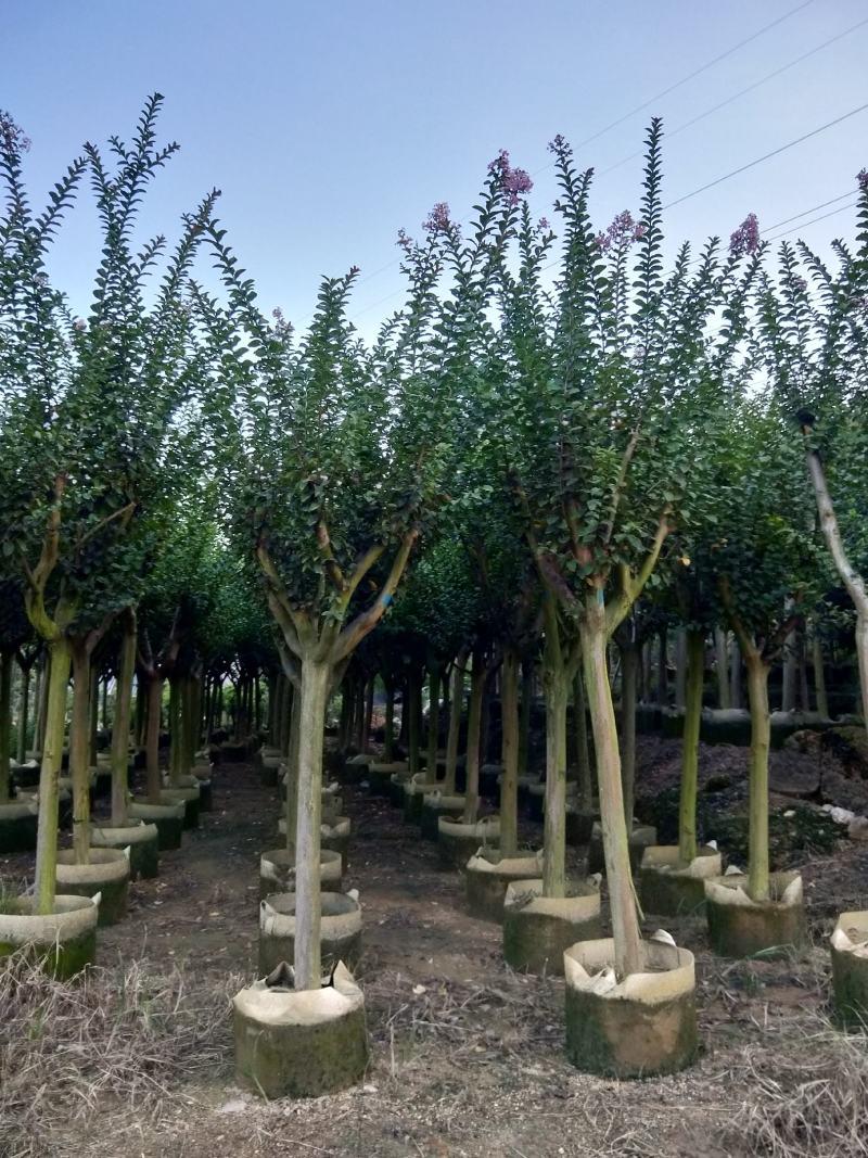 紫薇容器苗米径量5～8公分，苗基地大量多种规格低价出售
