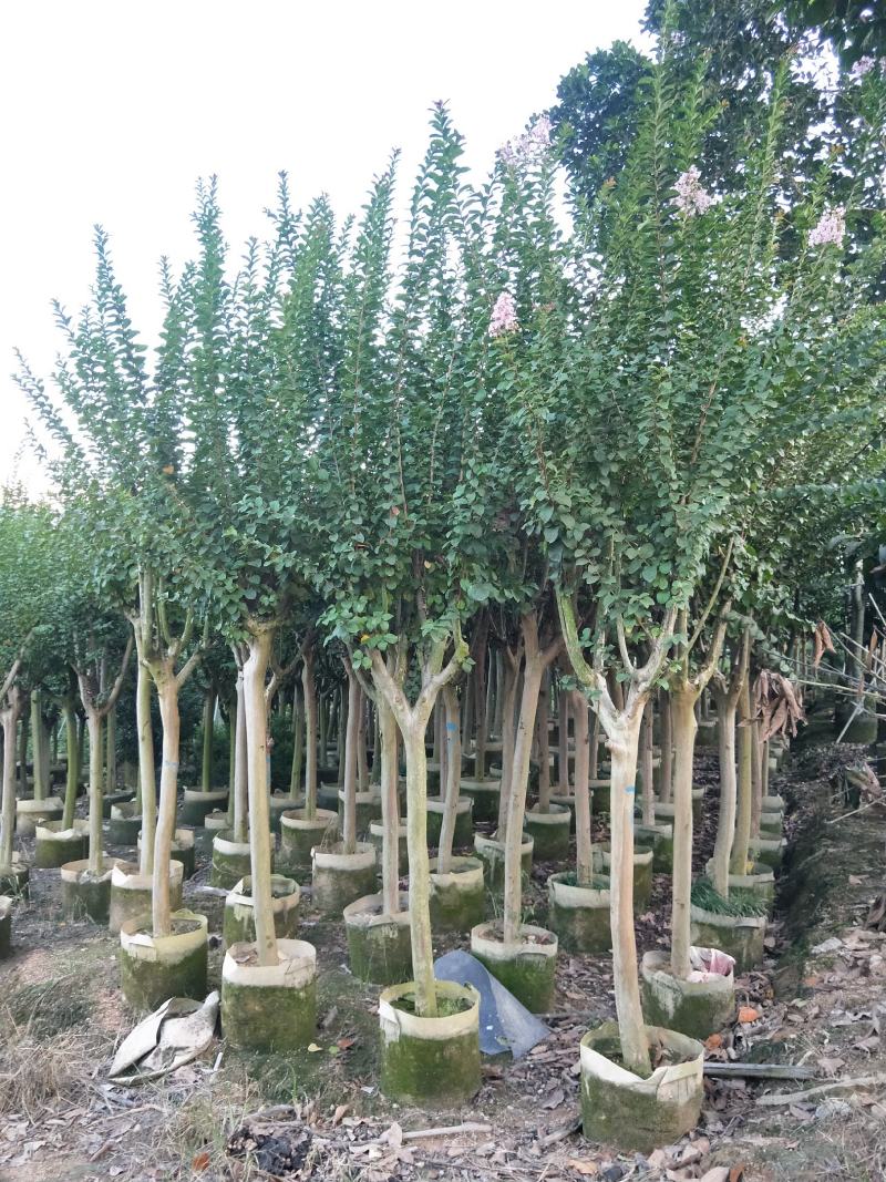 紫薇容器苗米径量5～8公分，苗基地大量多种规格低价出售
