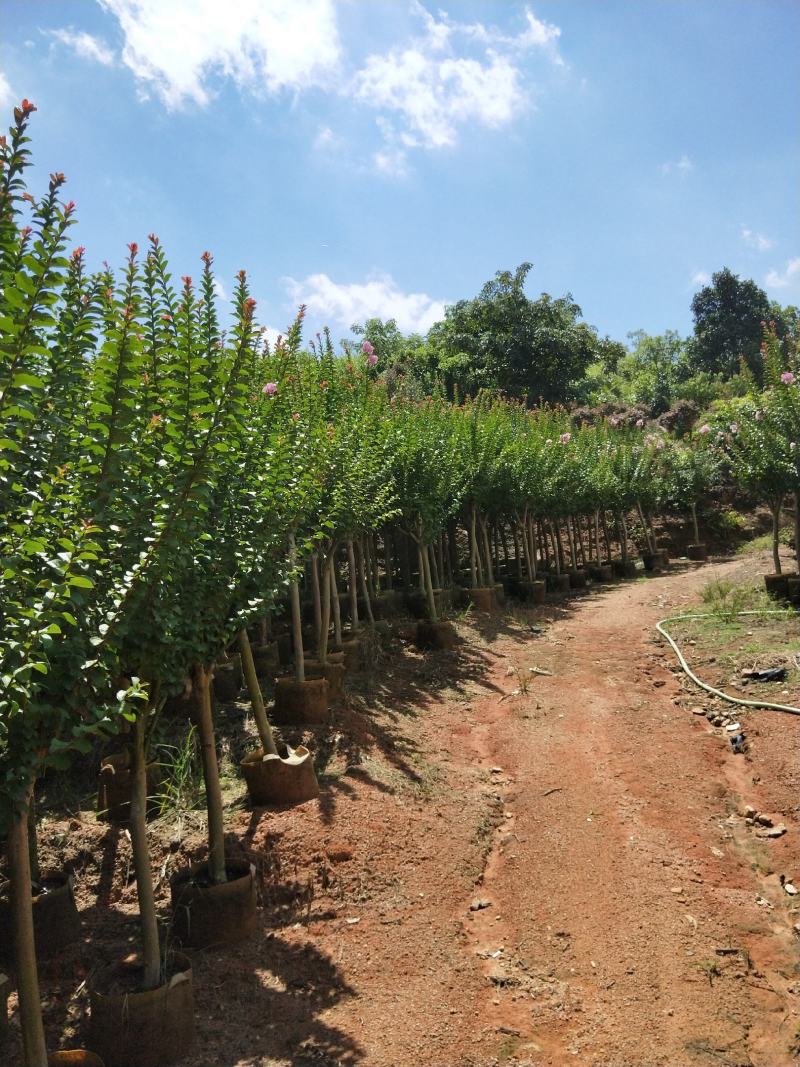 紫薇容器苗米径量5～8公分，苗基地大量多种规格低价出售