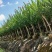 紫薇容器苗米径量5～8公分，苗基地大量多种规格低价出售