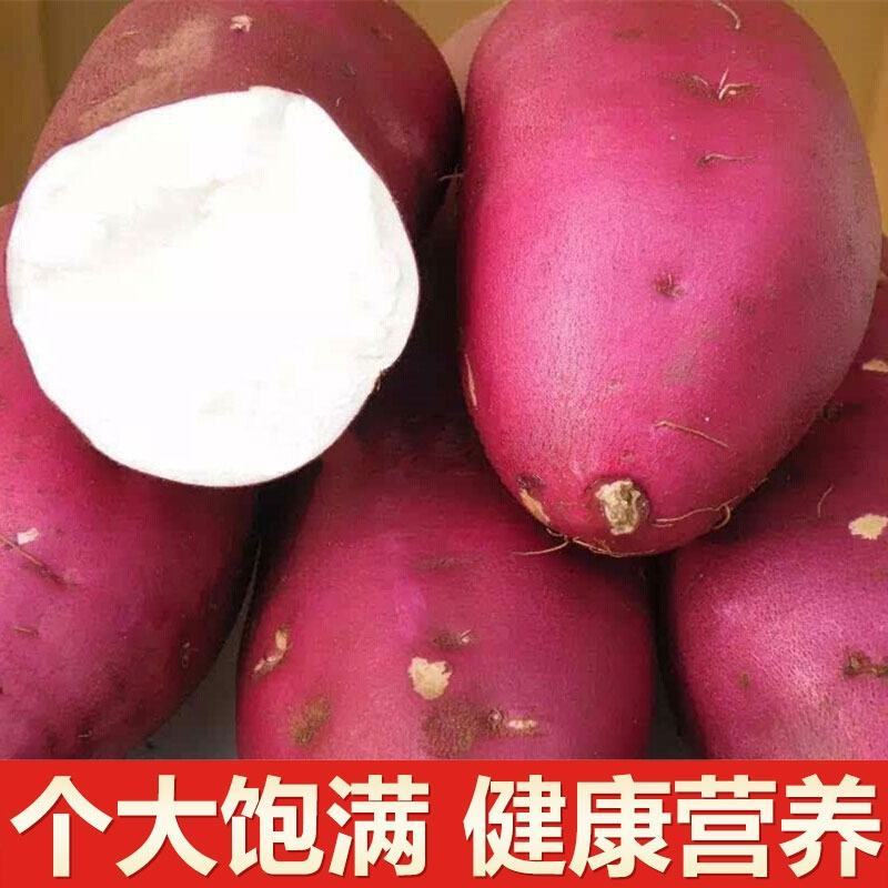 白心板栗薯新鲜农家自种沙地红薯粉糯干面甜香薯山芋地瓜番薯
