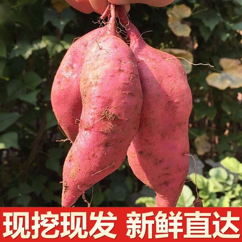 白心板栗薯新鲜农家自种沙地红薯粉糯干面甜香薯山芋地瓜番薯