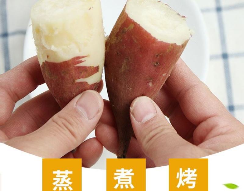 白心板栗薯新鲜农家自种沙地红薯粉糯干面甜香薯山芋地瓜番薯