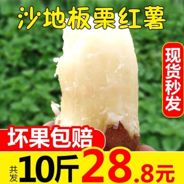 白心板栗薯新鲜农家自种沙地红薯粉糯干面甜香薯山芋地瓜番薯