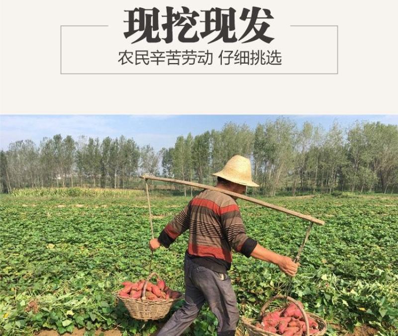 白心板栗薯新鲜农家自种沙地红薯粉糯干面甜香薯山芋地瓜番薯