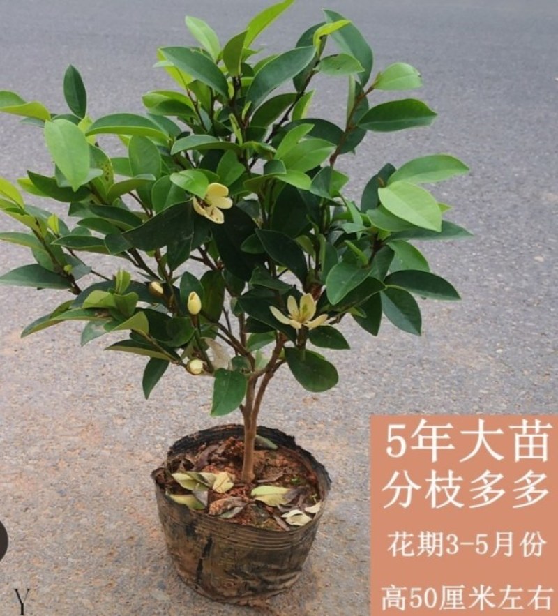 含笑花苗盆栽含笑树苗浓香型花卉四季常青植物庭院阳台耐寒耐