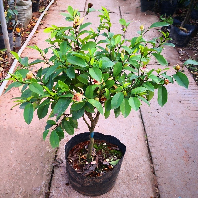 含笑花苗盆栽含笑树苗浓香型花卉四季常青植物庭院阳台耐寒耐