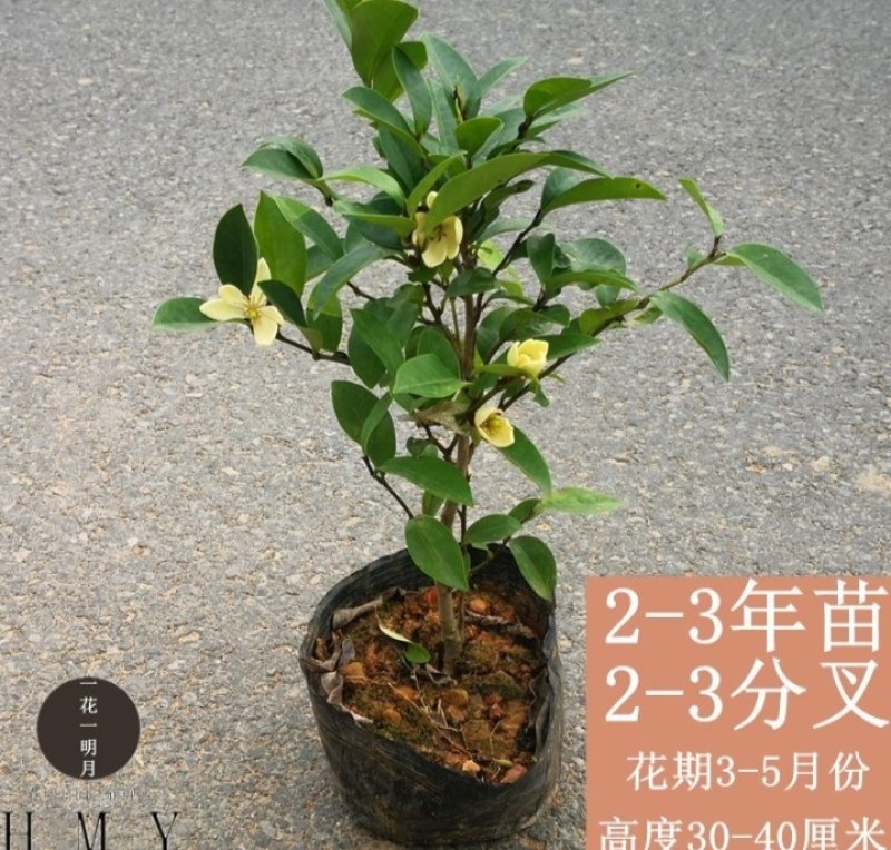 含笑花苗盆栽含笑树苗浓香型花卉四季常青植物庭院阳台耐寒耐