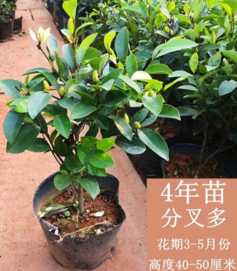 含笑花苗盆栽含笑树苗浓香型花卉四季常青植物庭院阳台耐寒耐